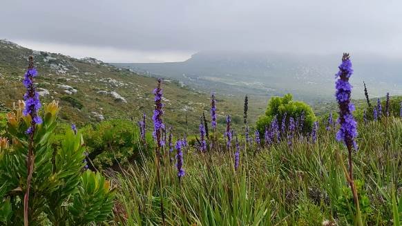 Aristea capitata making the most of opportunities